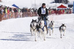 Lenk 2013